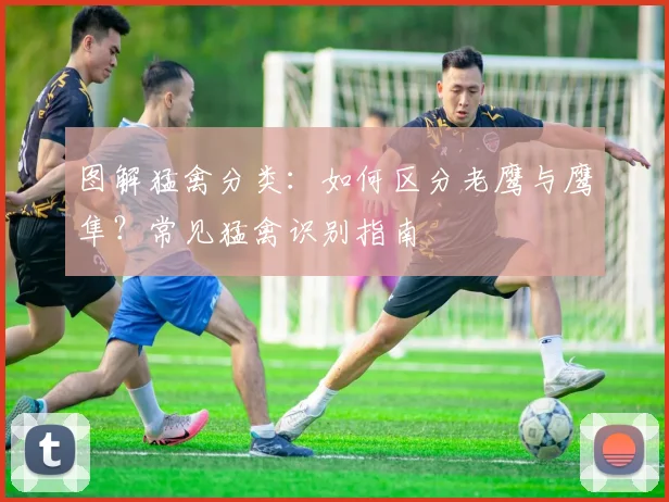 图解猛禽分类：如何区分老鹰与鹰隼？常见猛禽识别指南