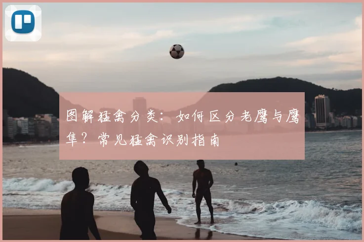图解猛禽分类：如何区分老鹰与鹰隼？常见猛禽识别指南